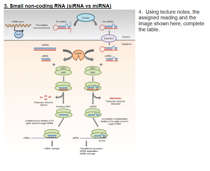 Solved 3 Small non.condinn RNA (ciRNA ve miRN Δ ) 4. Using | Chegg.com