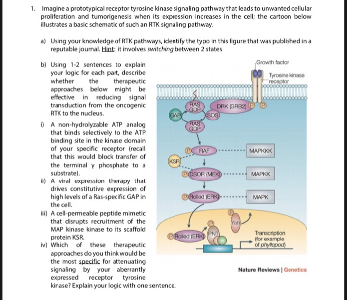 Receptor Tyrosine Kinase Pathway