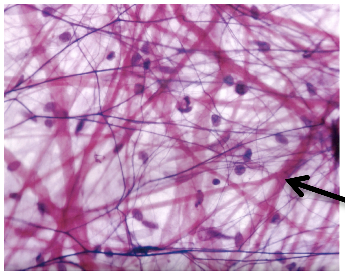 areolar loose connective tissue