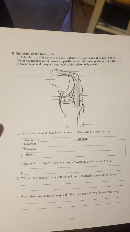 Solved B. Structure of the knee joint 1. Label the parts of | Chegg.com