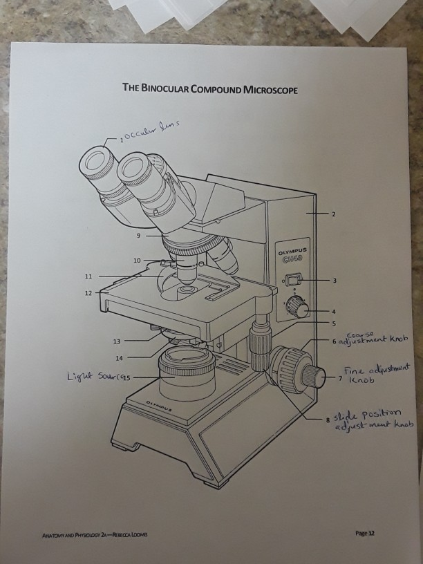 Solved THE BINOCULAR COMPOUND MICROSCOPE Cc oL 10 GHOO 12 13 | Chegg.com