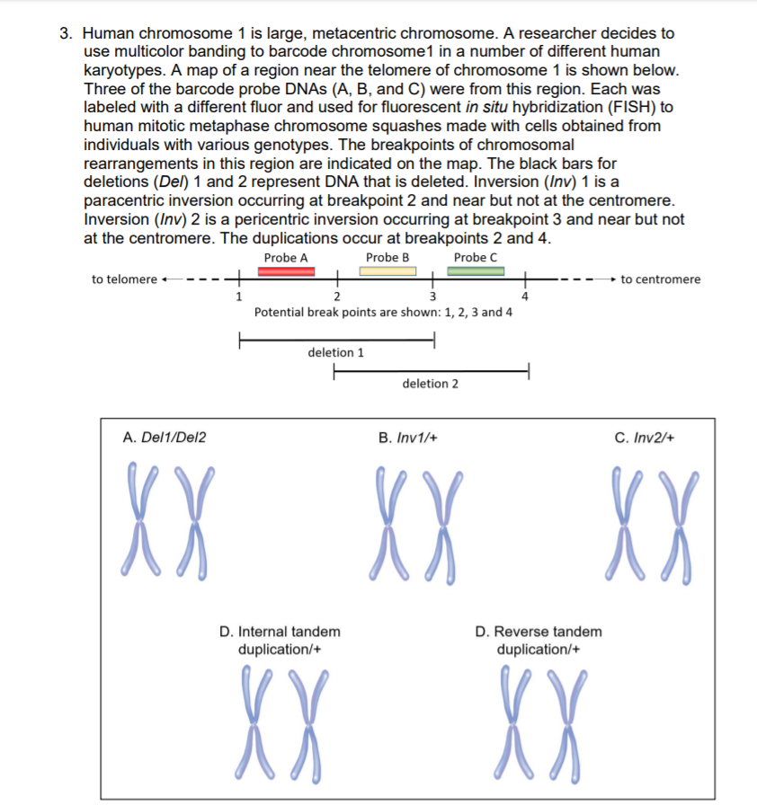 3. Human chromosome 1 is large, metacentric | Chegg.com