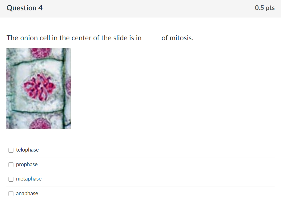 Solved Question 1 0.5 pts The onion cell in the center of | Chegg.com