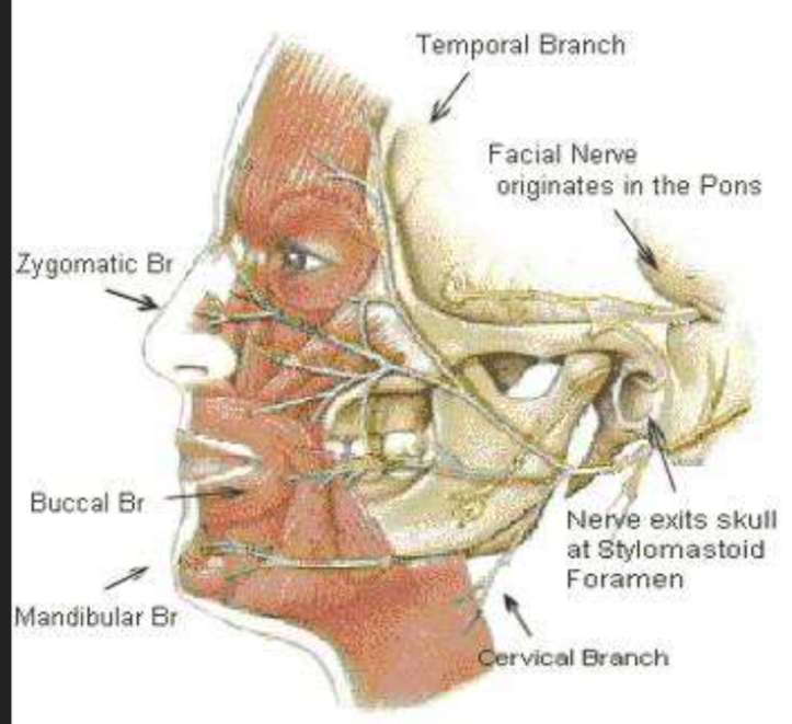 Лицевой нерв анатомия фото