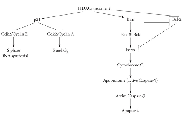Solved to explain why formation of Bax and Bak pores lead to | Chegg.com
