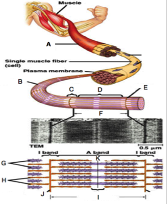 Solved Muscle A Single muscle fiber (cell) Plasma membrane B | Chegg.com