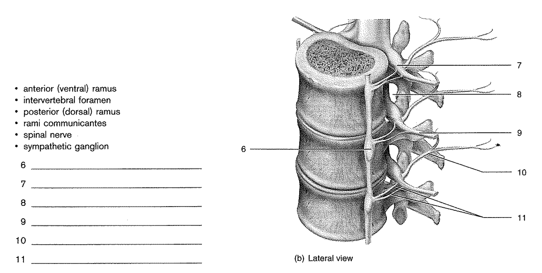 - anterior (ventral) ramus - intervertebral foramen - posterior (dorsal) ramus - rami communicantes - spinal nerve - sympathe