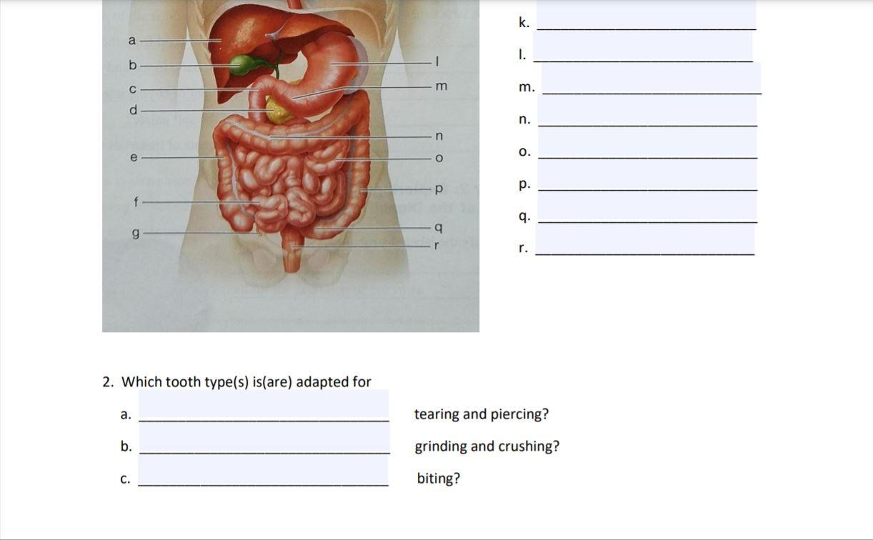 Solved Unit 20: Anatomy of the Digestive System Worksheet 20 Inside Digestive System Worksheet Answers