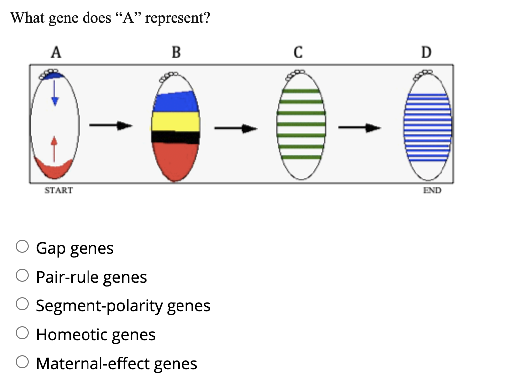 Solved What gene does “A” represent? A B C D START END Gap | Chegg.com
