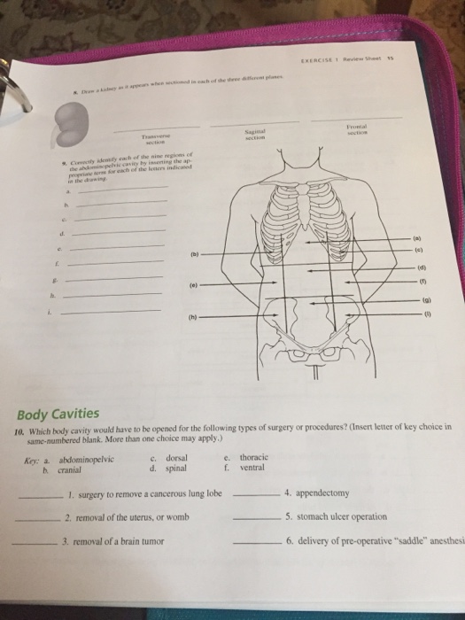 Anatomy And Physiology Archive | August 23, 2017 | Chegg.com