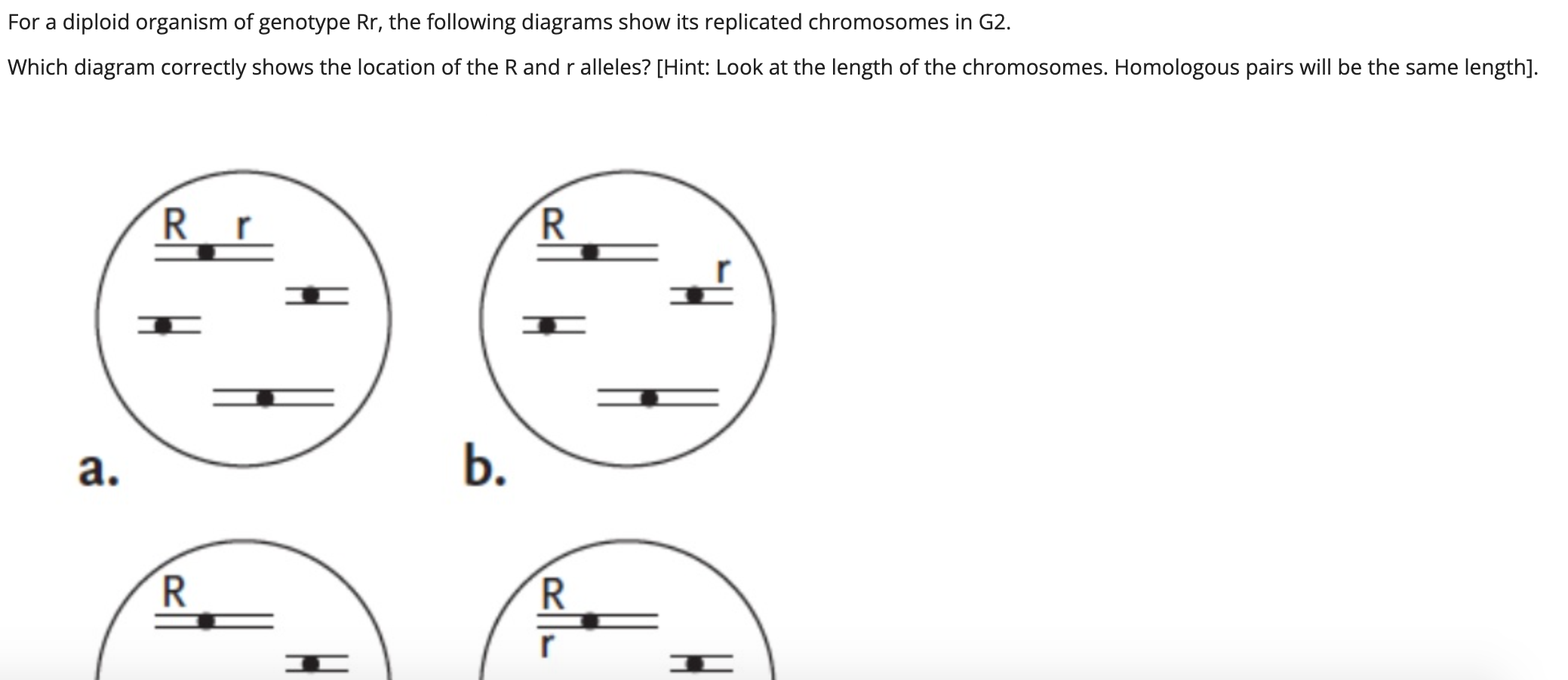 Solved For a diploid organism of genotype Rr, the following | Chegg.com