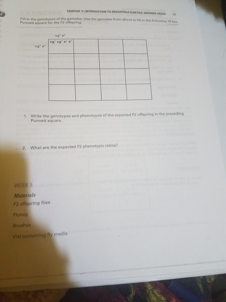 Solved EXERCISE 5| 1INTRODUCTION TO DROSOPHILA GENETICS: | Chegg.com