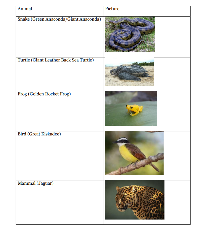 Solved Create a dichotomous key for the animals below. You