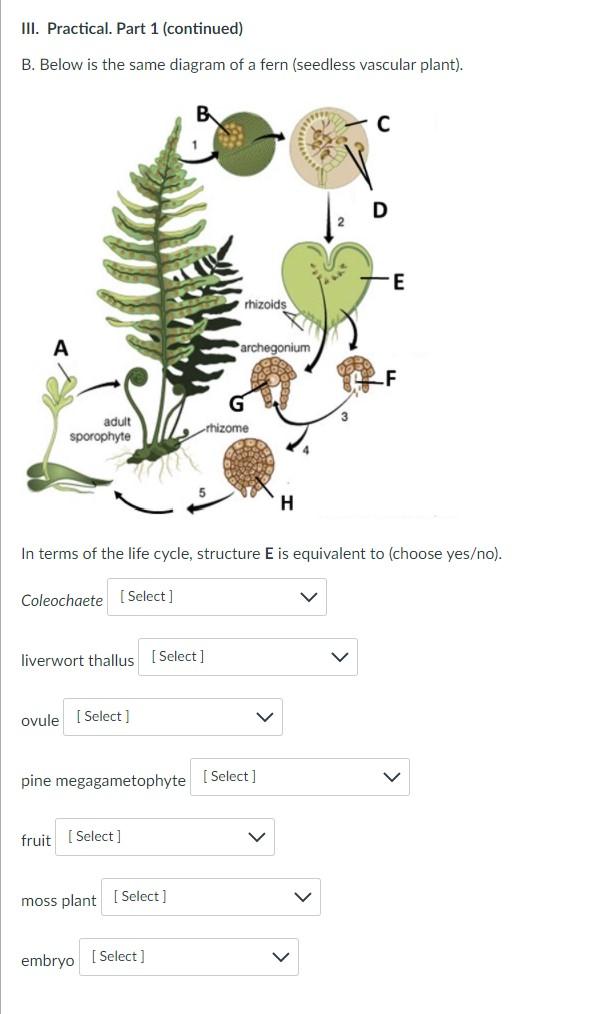 fern plant diagram