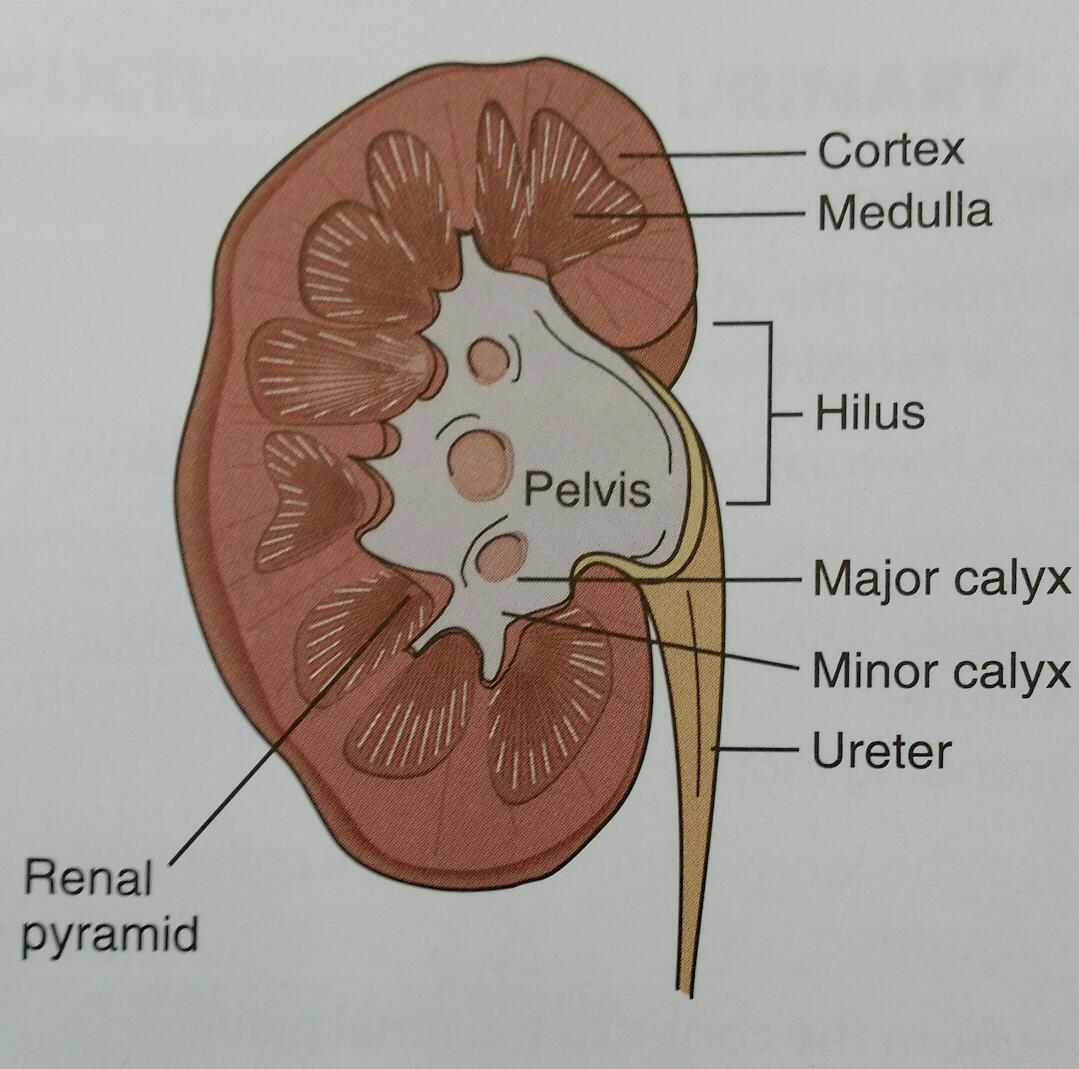 Chapter 9 Medical Terms Flashcards | Chegg.com Chapter 9 Medical Terms Flashcards | Chegg.com