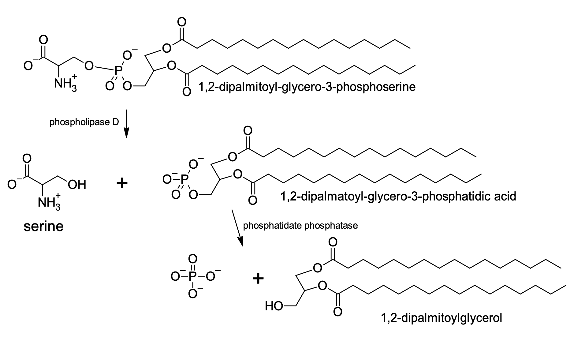 Solved Phosphatidylserine is hydrolyzed to phosphatidic acid