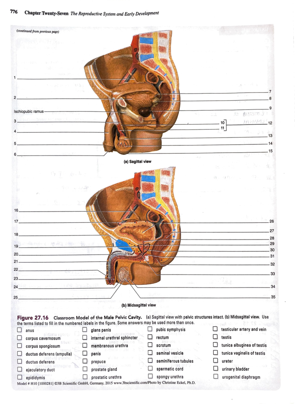 1:1 Male Genitourinary system pelvic cavity sagittal section Anatomical  Model