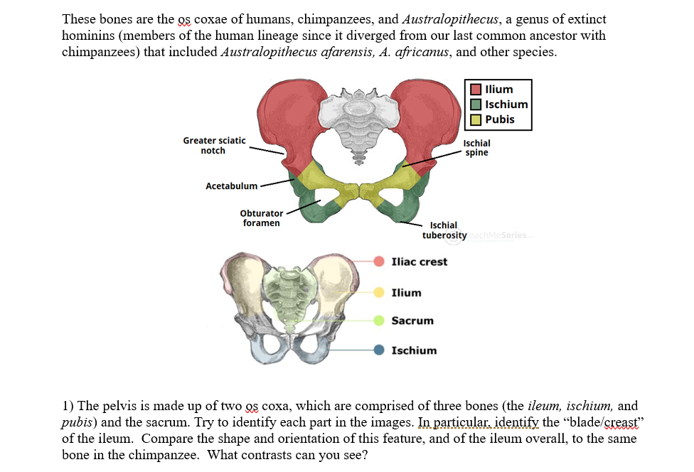 Solved These bones are the os coxae of humans, chimpanzees, | Chegg.com