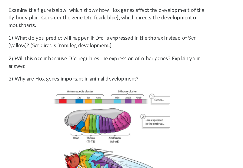 Solved Examine the figure below, which shows how Hox genes | Chegg.com