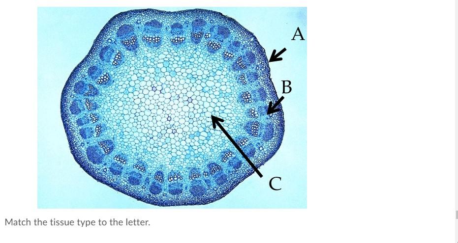 Solved Bot A B BB С Match the tissue type to the letter. A | Chegg.com