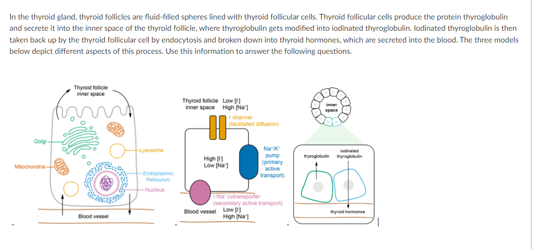 Solved f a drug were to block the function of the Na+/K+ | Chegg.com
