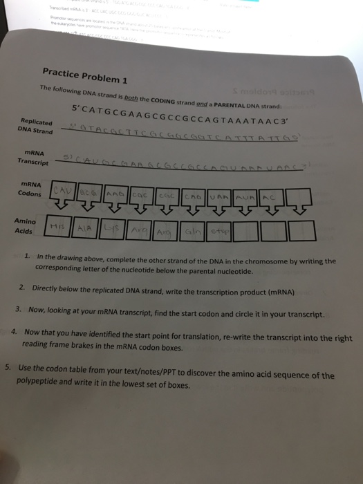 Solved The following DNA strand is both the CODING strand | Chegg.com