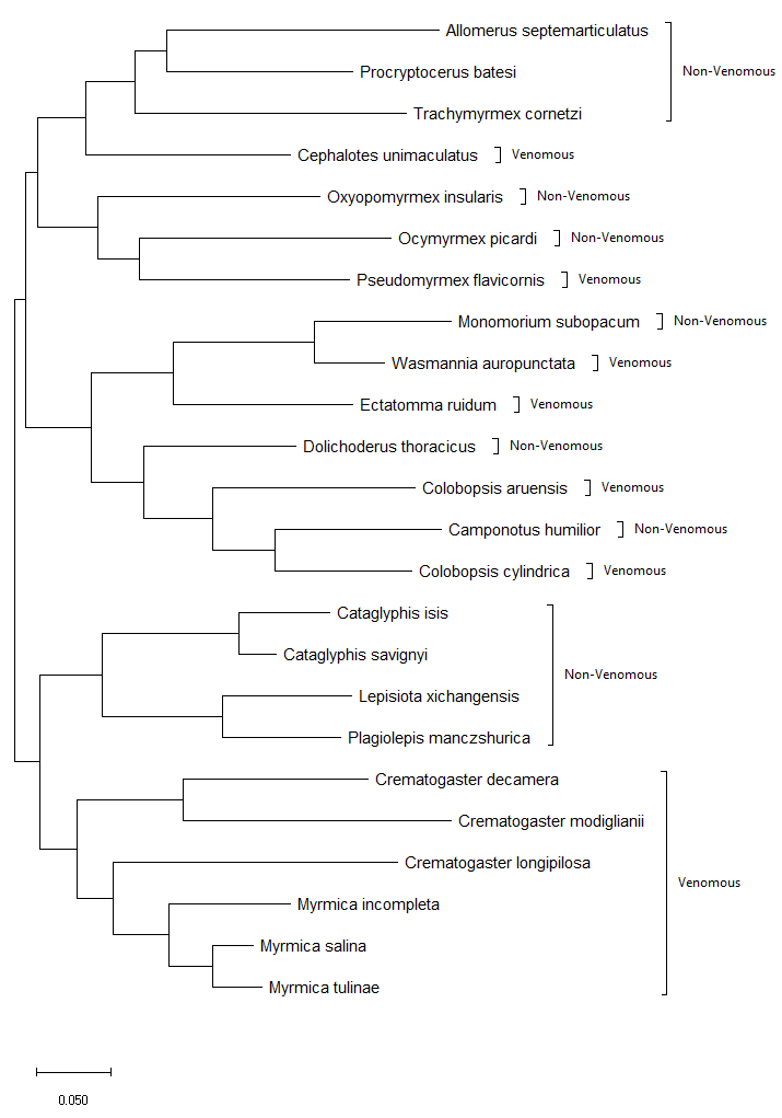 Looking at the phylogeny tree, would the ancestor of | Chegg.com