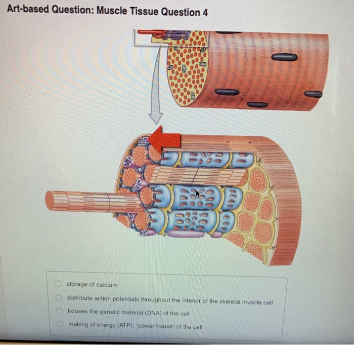 Solved Artbased Question Muscle Tissue Question 2 storage