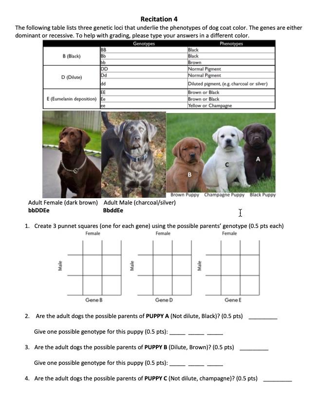 Understanding the Behind Your Dog's Coat Color and Type sample