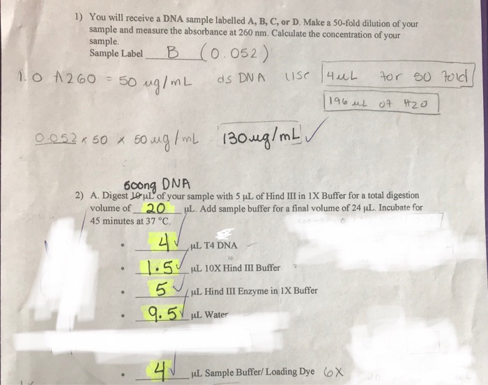 Solved I Need Help With This Restriction Digest | Chegg.com