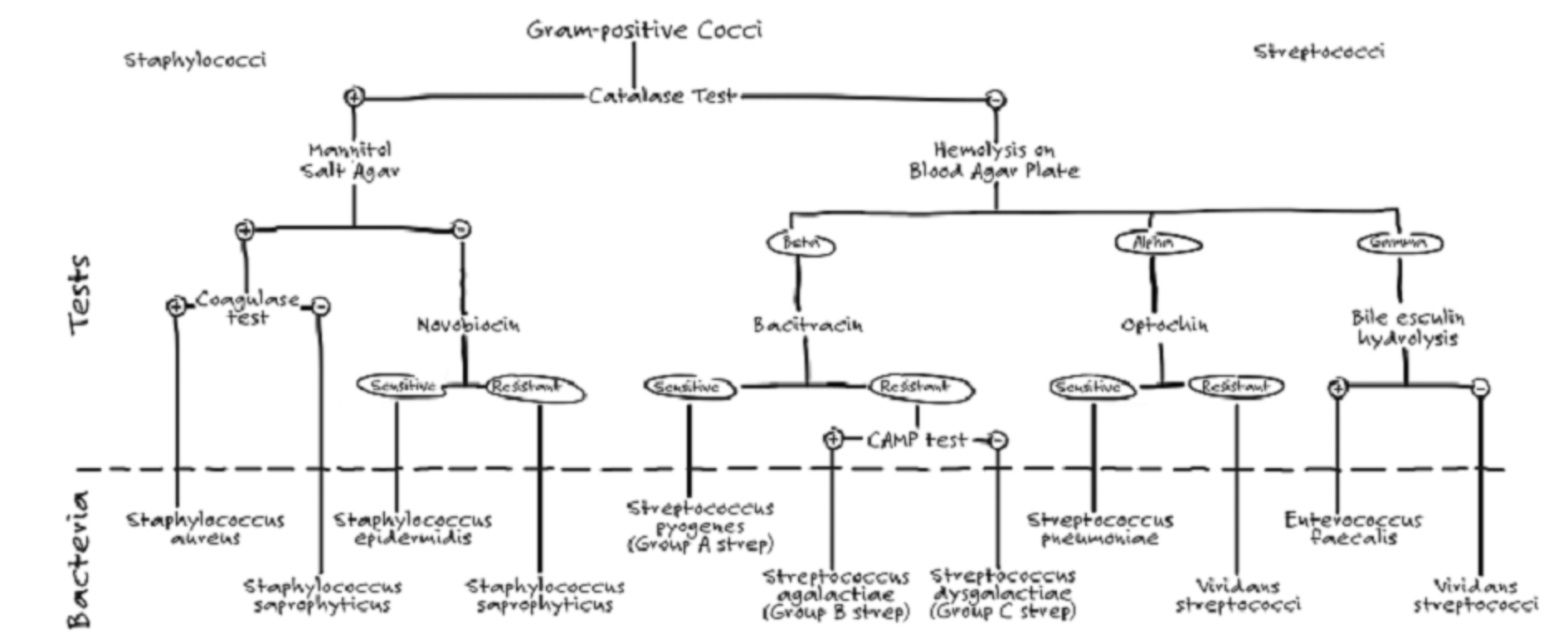 Solved You have isolated Gram-positive cocci and are in | Chegg.com