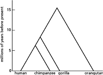 Solved Given the evolutionary relationship between higher | Chegg.com