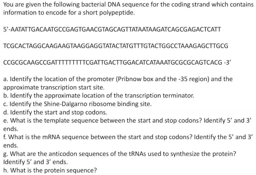 Solved You are given the following bacterial DNA sequence | Chegg.com