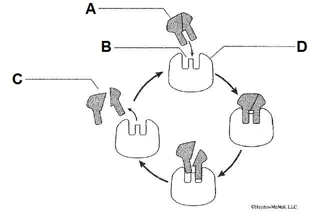 lactase enzyme diagram