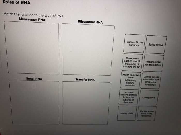 Solved Roles Of Rna Match The Function To The Type Of Rna Chegg Solved Roles Of Rna Match The Function To The Type Of Rna Chegg