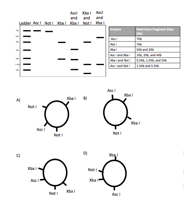 Solved You do several restriction digests and run a gel. The | Chegg.com