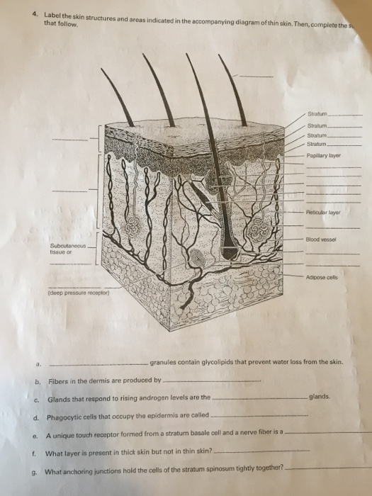 Solved 4. Label the skin structures and areas indicated in | Chegg.com