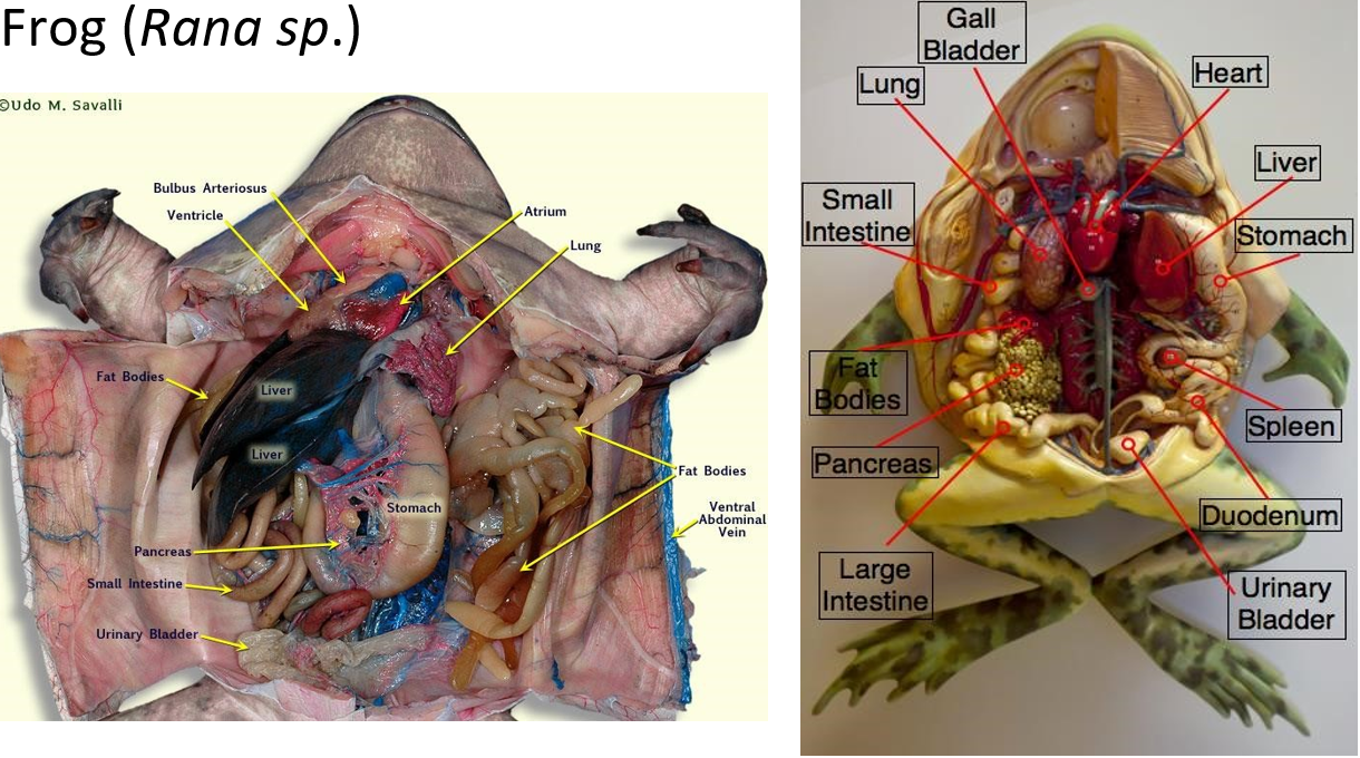 Notes On Digestive System Of Frog Labelled Diagrams 48 OFF