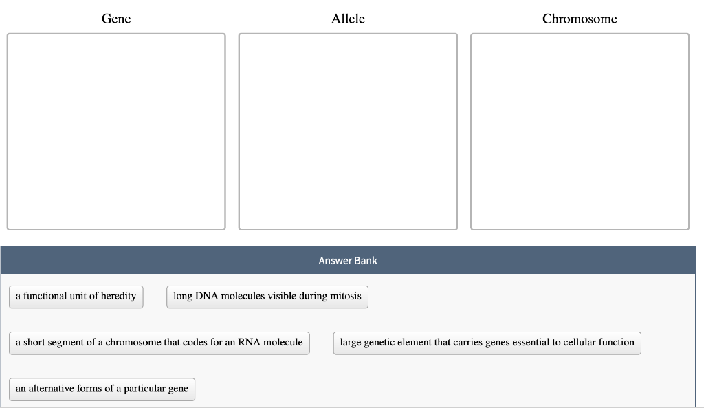 Solved Gene Allele Chromosome Answer Bank A Functional Unit | Chegg.com