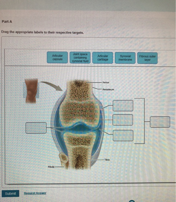 Art Labeling Activity Structure Of A Typical Synovial Joint Alondra ...