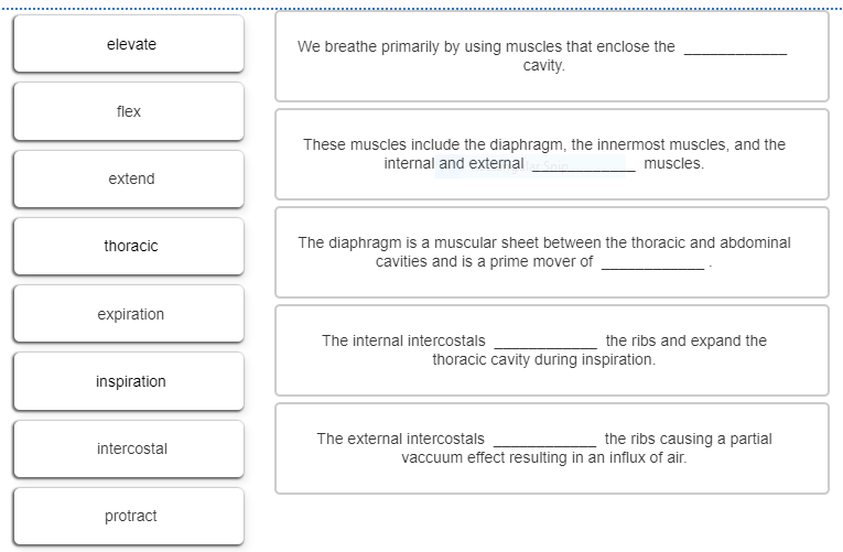 Solved elevate We breathe primarily by using muscles that