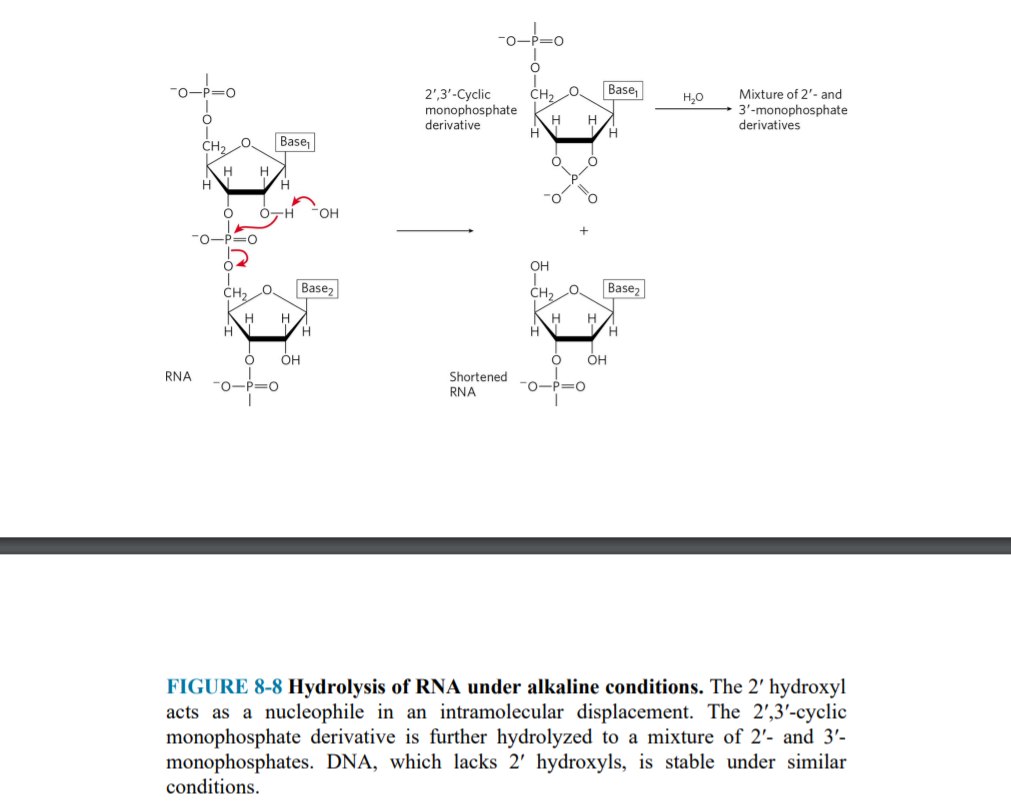 Solved 20 Would You Expect The Hydrolysis Of Rna To Occur 8514