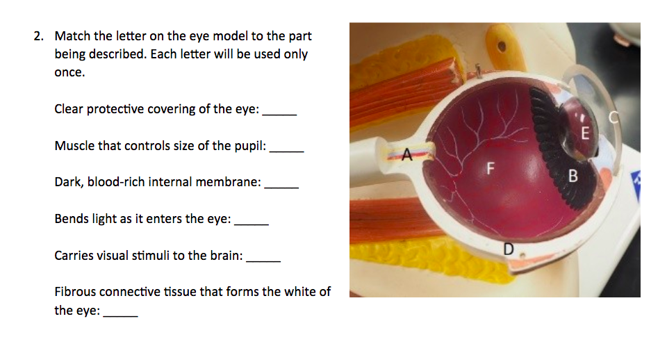 Solved 2. Match the letter on the eye model to the part | Chegg.com