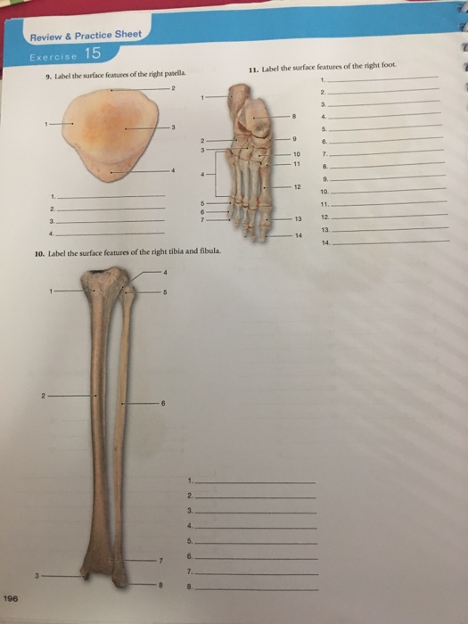 right patella