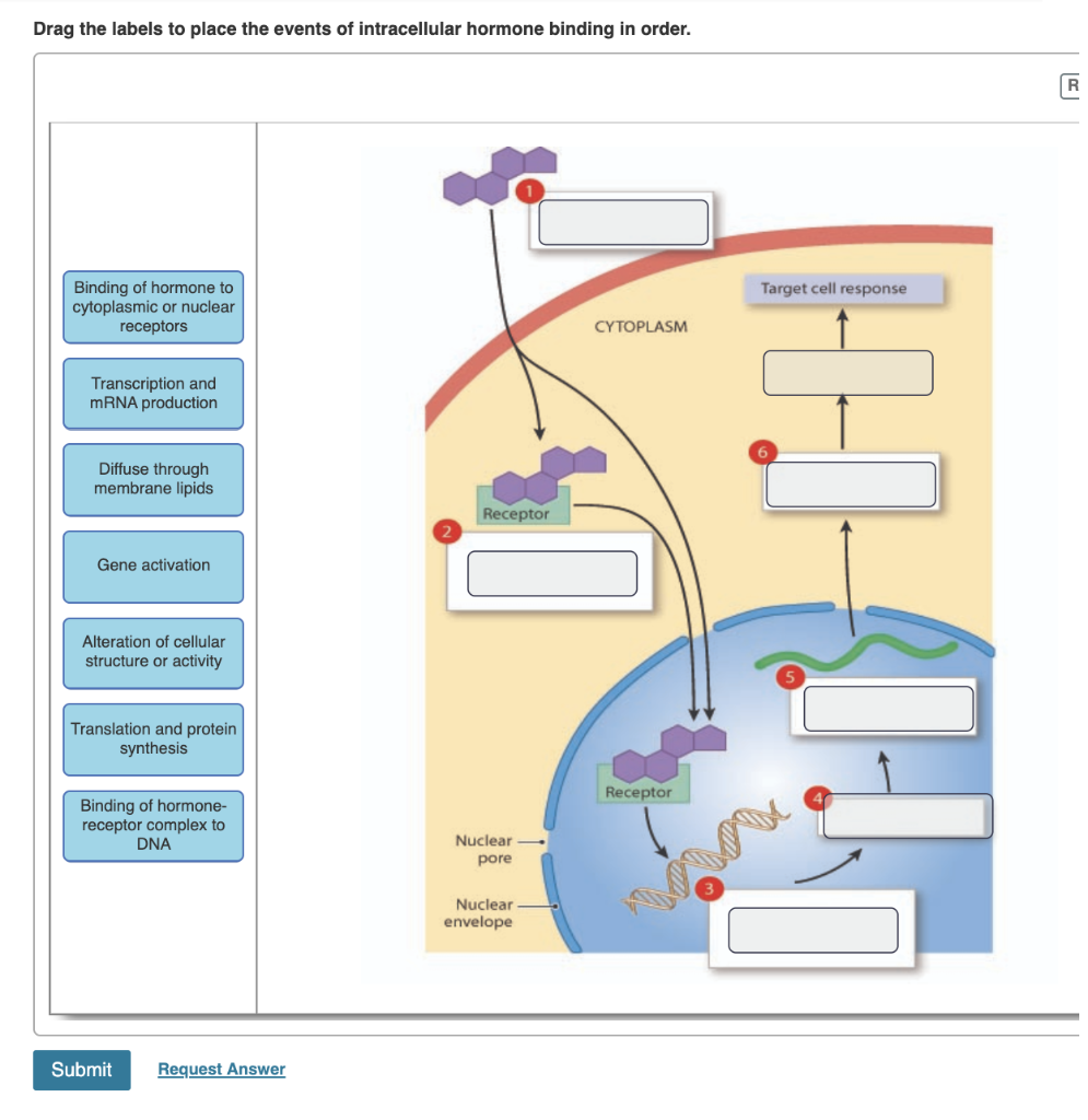 Solved Drag the labels to place the events of intracellular