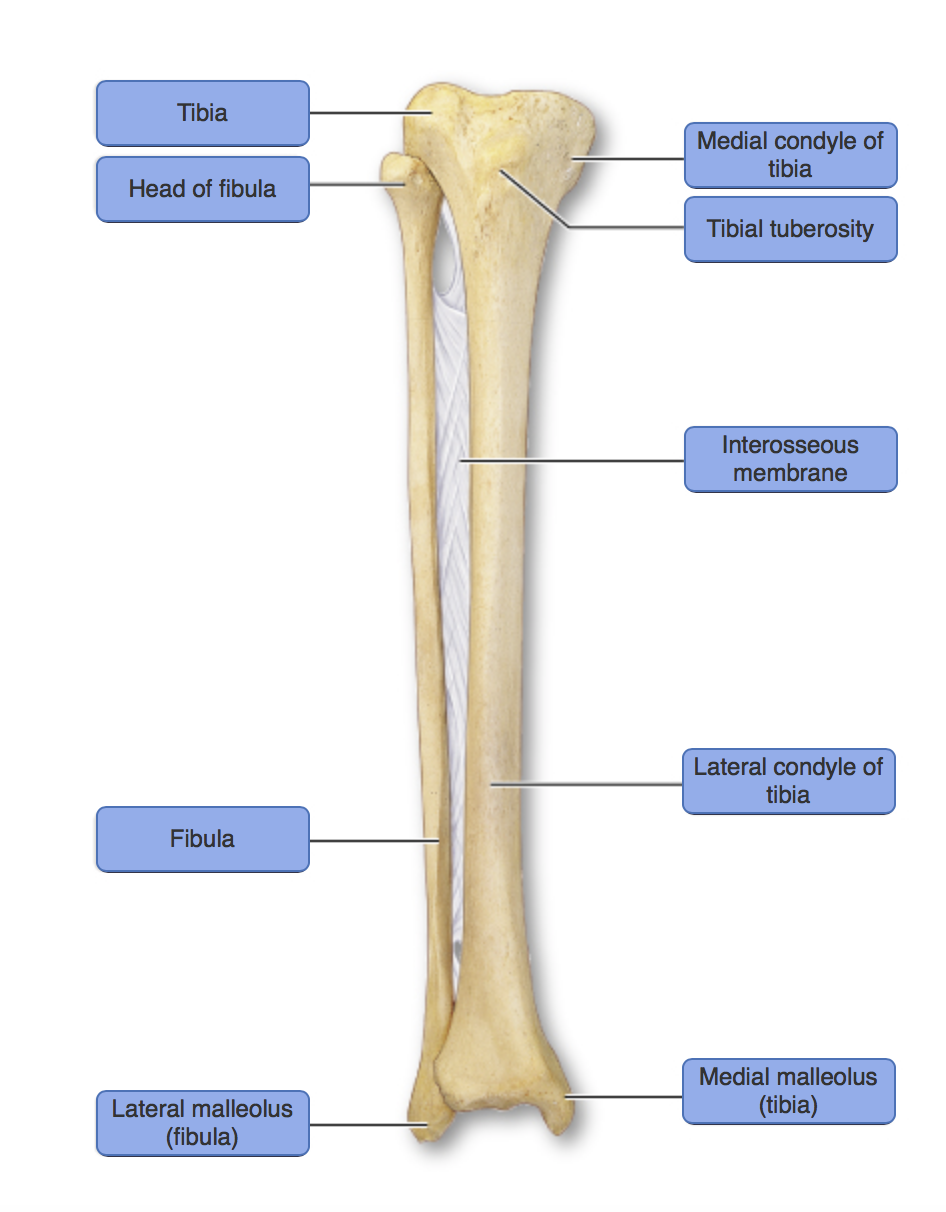 medial malleolus of tibia