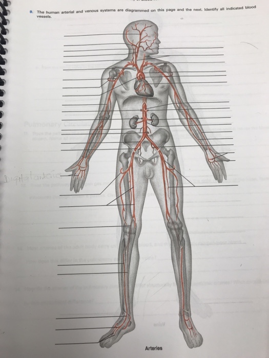 Bio Arteries And Veins Key Arteries Bio Key Veins Anatomi Ve My Xxx