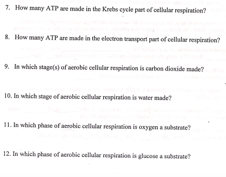 Solved 7. How many ATP are made in the Krebs cycle part of