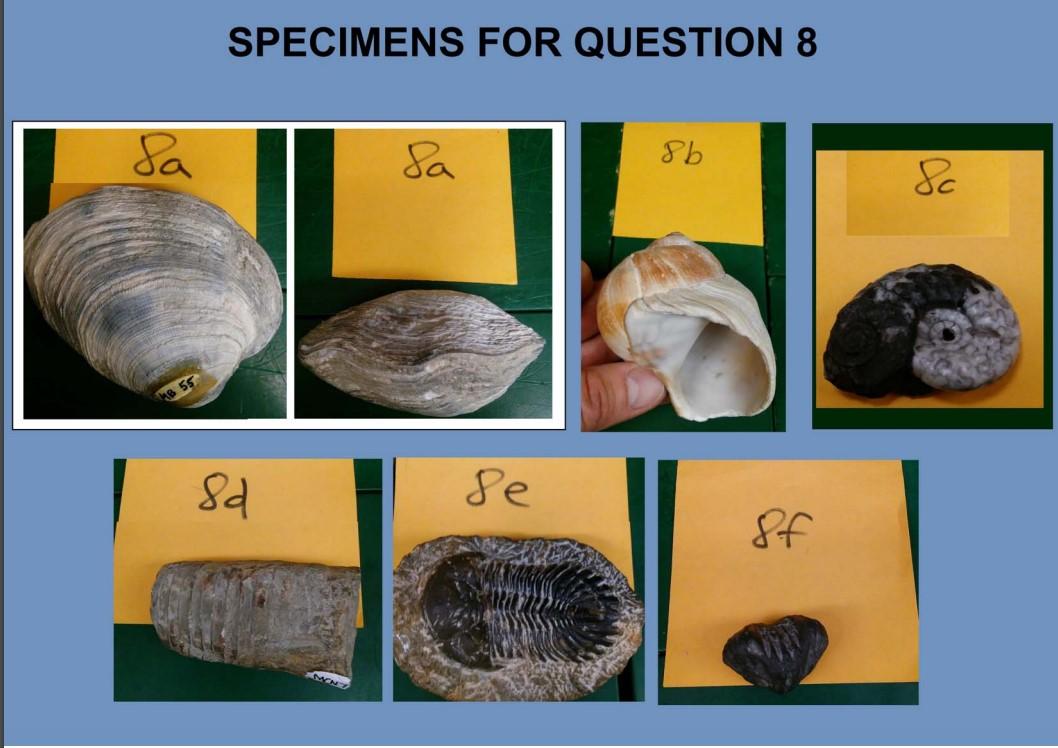 Solved 8. Examine And Identify The Fossils Provided, Using | Chegg.com