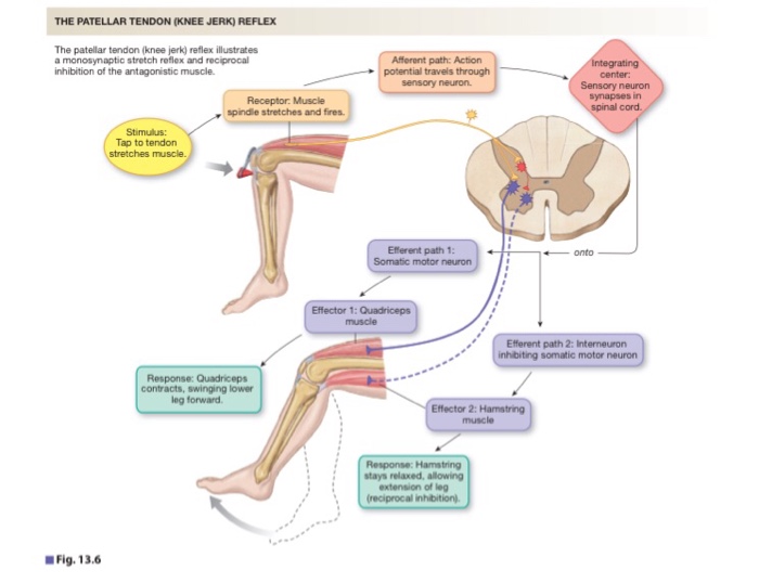 Solved: Label The Components Of A Knee-jerk Reflex Part A | Chegg.com